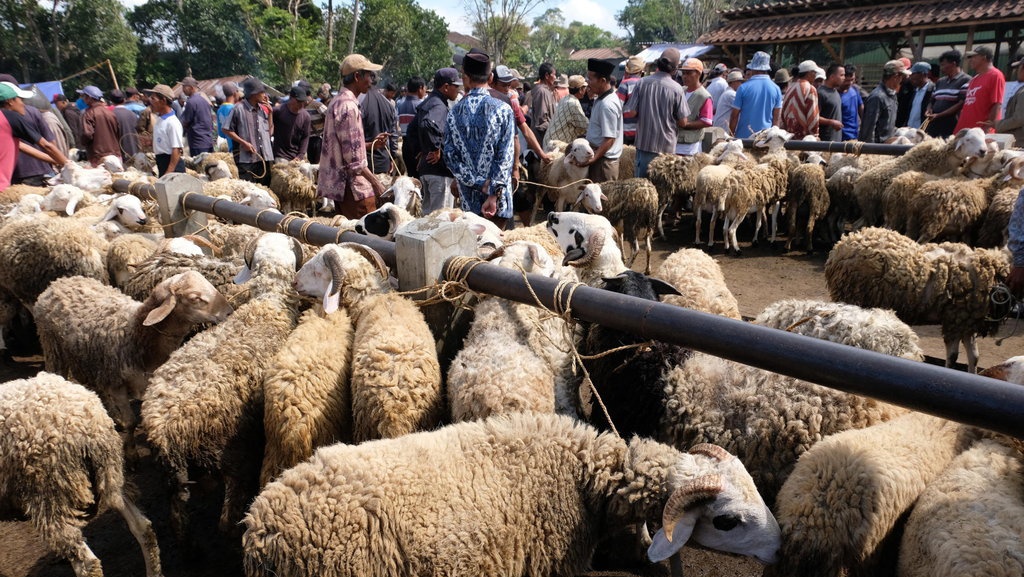 Ramai-Ramai Berkurban Online Jelang Idul Adha, Bagaimana Prosesnya? Ramai-Ramai Berkurban Online Jelang Idul Adha, Bagaimana Prosesnya?