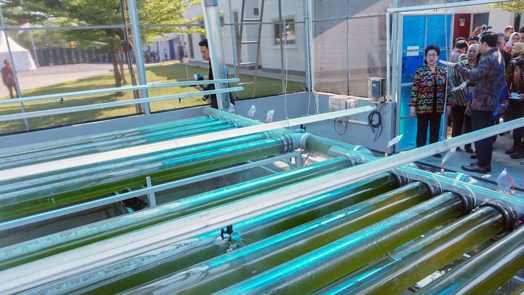 20 Contoh Bioteknologi Konvensional Beserta Mikroorganismenya 20 Contoh Bioteknologi Konvensional Beserta Mikroorganismenya