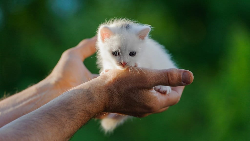 Tips dan Cara Merawat Anak Kucing Agar Tetap Sehat Tips dan Cara Merawat Anak Kucing Agar Tetap Sehat