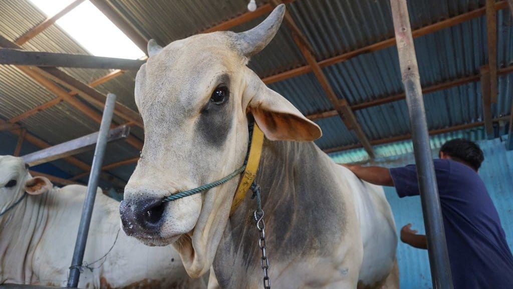 Syarat Hewan Kurban dan Standar Penyembelihan Halal MUI