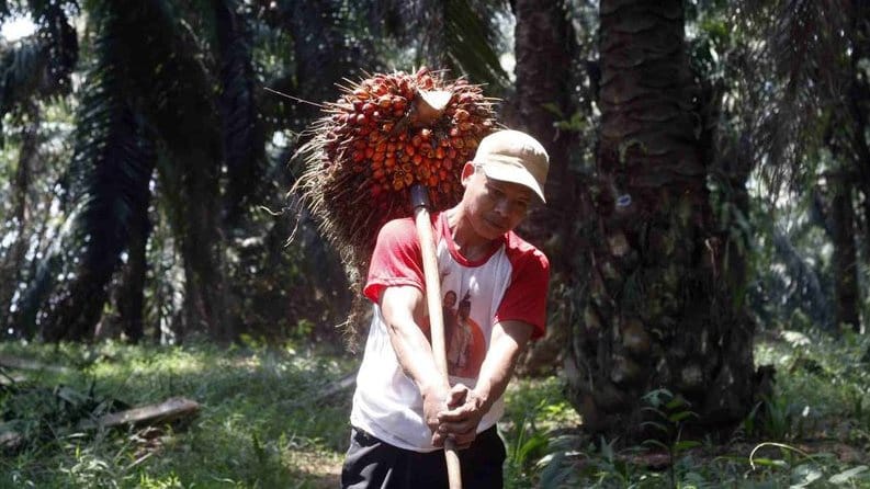 Eropa Larang Pemakaian Sawit Indonesia, Jokowi: Kita Pakai Sendiri Eropa Larang Pemakaian Sawit Indonesia, Jokowi: Kita Pakai Sendiri