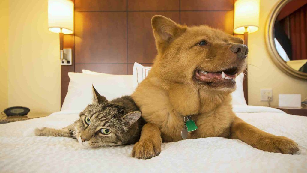 Daftar Pet Hotel Jakarta: Hunian Sementara untuk Hewan Peliharaan