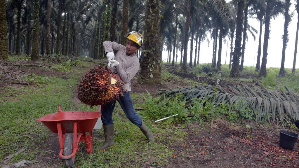 Beleid Perlindungan Industri Sawit di Indonesia Kelar Desember 2019 Beleid Perlindungan Industri Sawit di Indonesia Kelar Desember 2019
