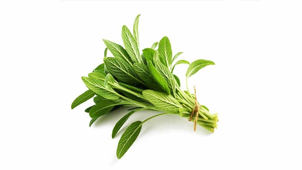 5 Manfaat Daun Sage: Turunkan Kolesterol Hingga Kadar Gula Darah 5 Manfaat Daun Sage: Turunkan Kolesterol Hingga Kadar Gula Darah