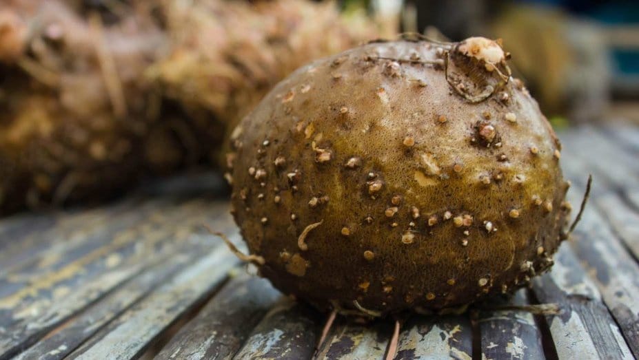 Mengenal Tanaman Porang: Manfaat, Harga, Budidaya, & Nilai Bisnis