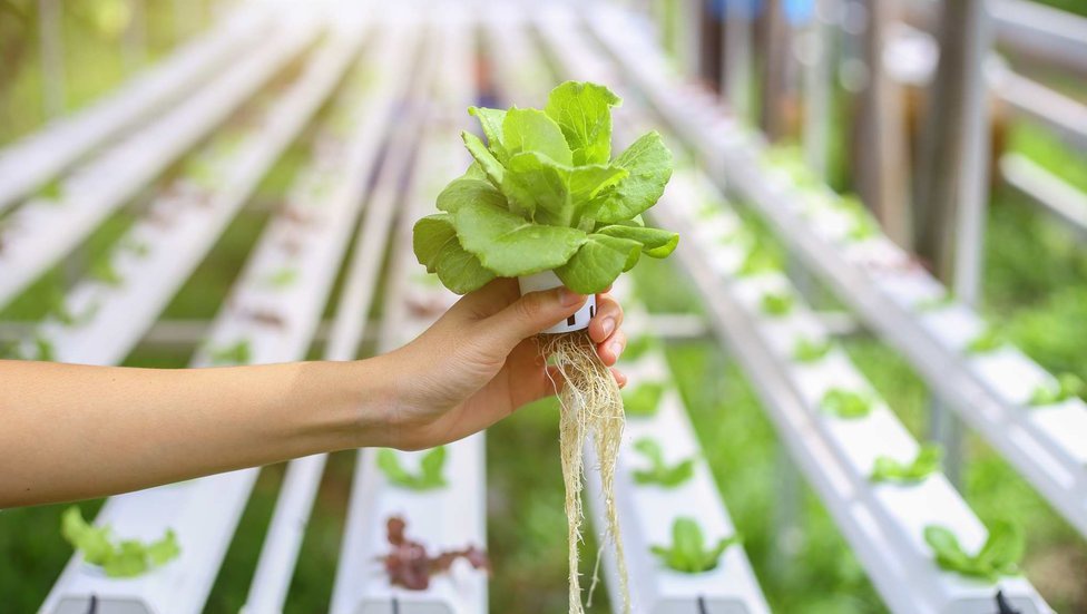 Cara Menanam Hidroponik & Jenisnya, Manfaat Tanaman Tanpa Tanah