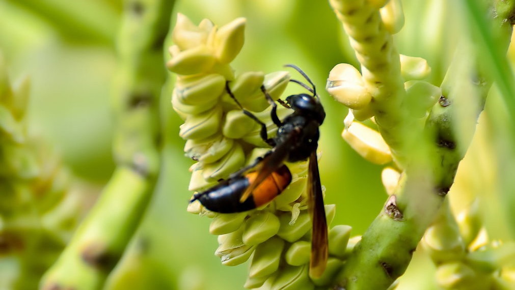 Bahaya Tawon Ndas dan Serangga Mematikan Lainnya