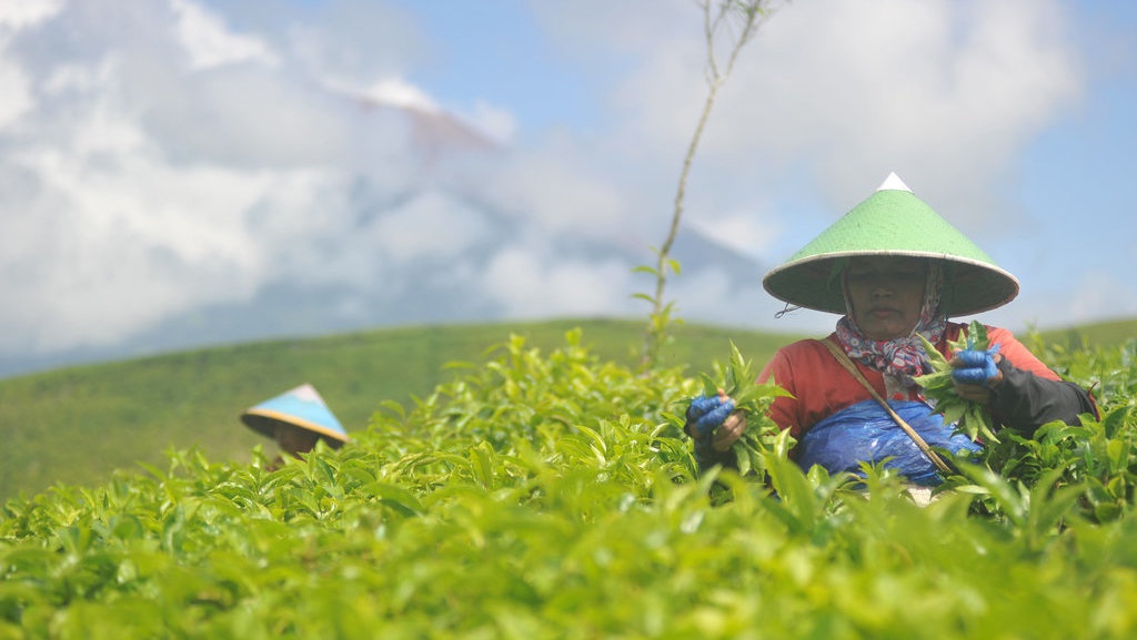 Rangkuman Sumber Daya Alam Tumbuhan & Hewan serta Manfaatnya Rangkuman Sumber Daya Alam Tumbuhan & Hewan serta Manfaatnya