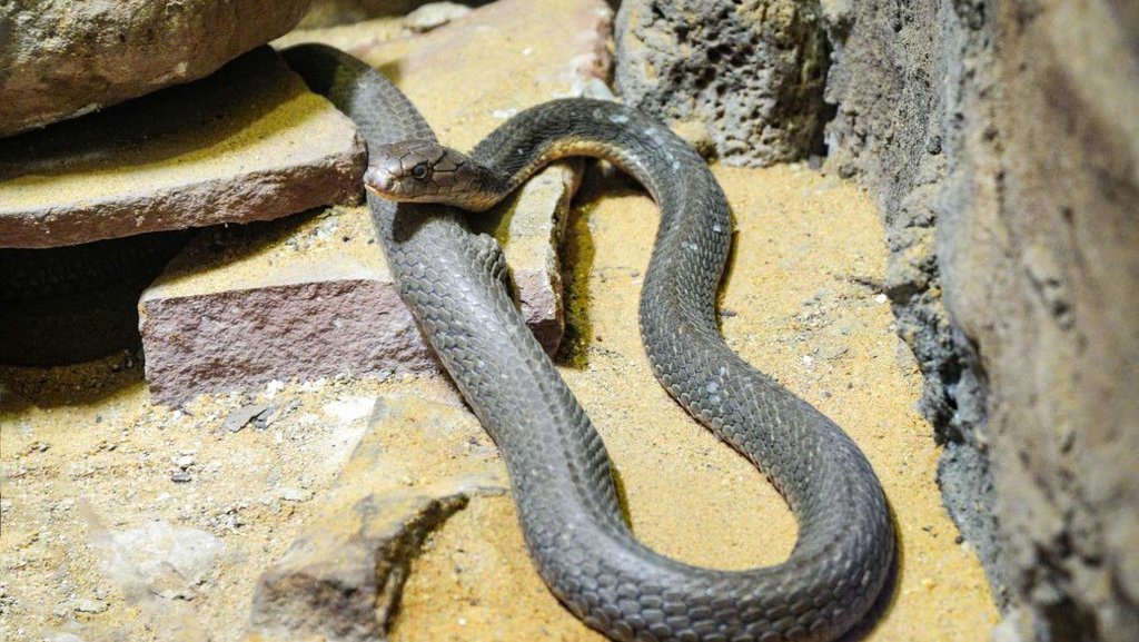 Tindakan yang Harus Dilakukan dan Dilarang Saat Tergigit Ular Tindakan yang Harus Dilakukan dan Dilarang Saat Tergigit Ular