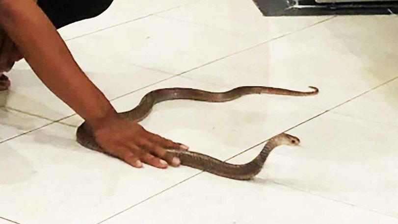 Bagaimana Cara Mencegah Agar Ular Tak Masuk Rumah di Musim Hujan Bagaimana Cara Mencegah Agar Ular Tak Masuk Rumah di Musim Hujan