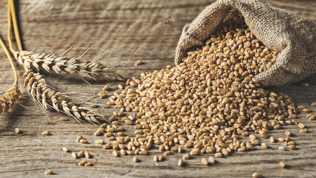 Manfaat Mengonsumsi Gandum Bagi Tubuh: Cegah Obesitas hingga Kanker Manfaat Mengonsumsi Gandum Bagi Tubuh: Cegah Obesitas hingga Kanker