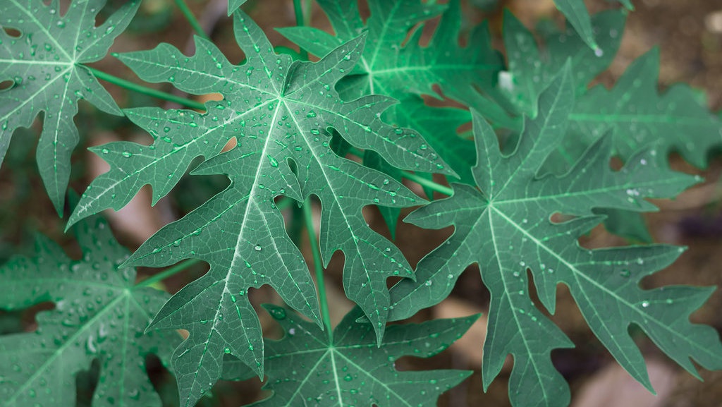 Manfaat Daun Pepaya untuk Kesehatan: Bisa Mengobati Malaria Manfaat Daun Pepaya untuk Kesehatan: Bisa Mengobati Malaria