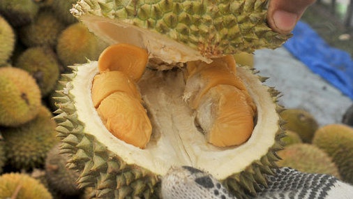 Mengapa Bau Durian Begitu Menyengat? Berikut Penjelasannya Mengapa Bau Durian Begitu Menyengat? Berikut Penjelasannya