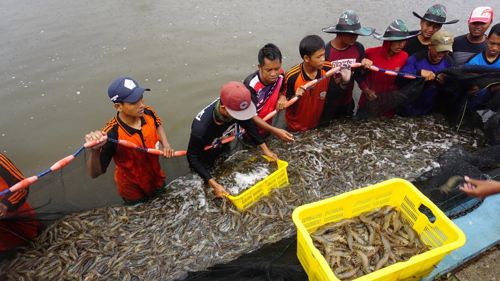 Luhut Siapkan Strategi Tingkatkan Ekspor Udang hingga 250 Persen Luhut Siapkan Strategi Tingkatkan Ekspor Udang hingga 250 Persen