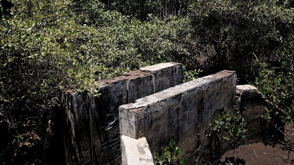 Benteng Hutan Bakau Tak Bisa Sendirian Melawan Abrasi Benteng Hutan Bakau Tak Bisa Sendirian Melawan Abrasi