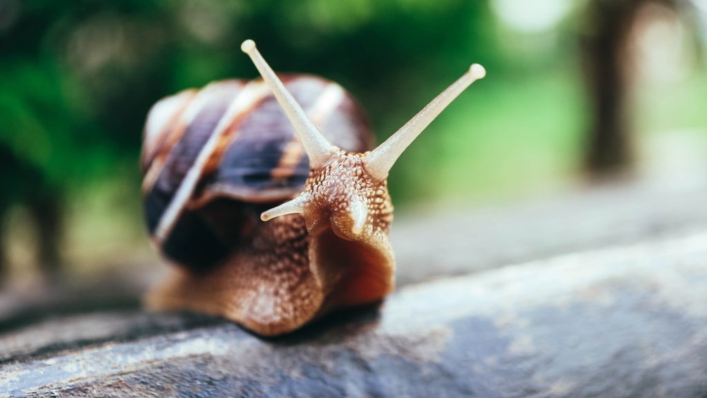 Manfaat Lendir Siput Bagi Kulit: Kurangi Jerawat, Atasi Keriput