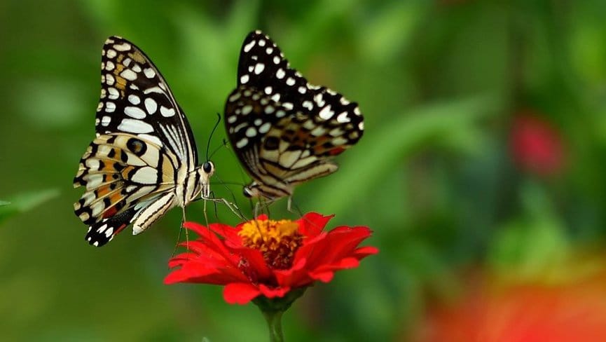 Rangkuman Biologi Tahap Metamorfosis Kupu-Kupu: Telur hingga Imago