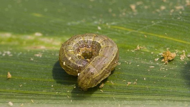 Apa Itu Hama Ulat Grayak di NTT dan Cara Mengatasinya