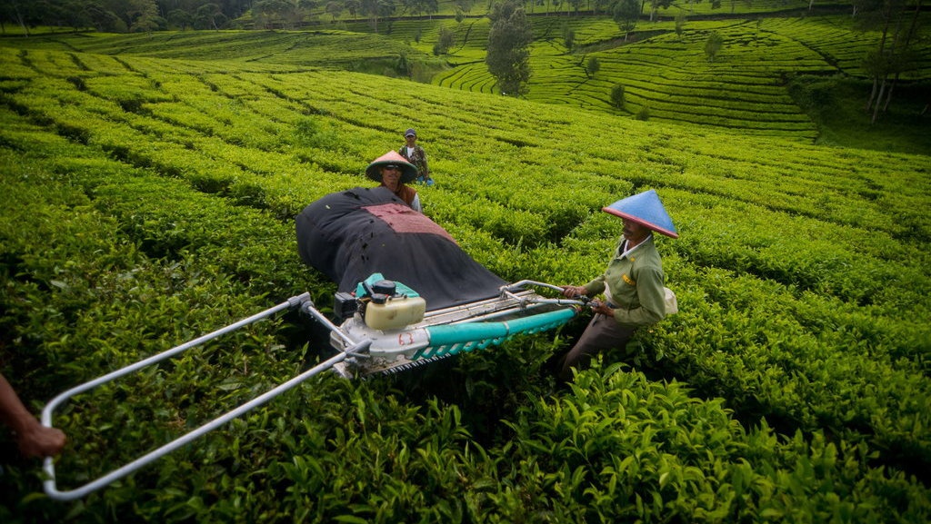 Teh RI: Emas Hijau Kebanggaan Kompeni yang Kini Redup Kemilaunya Teh RI: Emas Hijau Kebanggaan Kompeni yang Kini Redup Kemilaunya