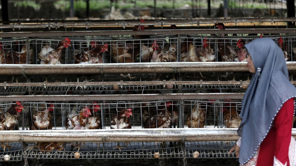 Peternak di Sulsel Keluhkan Harga Pakan yang Melonjak Drastis Peternak di Sulsel Keluhkan Harga Pakan yang Melonjak Drastis