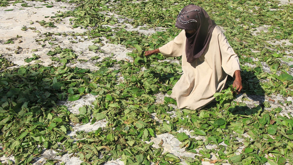 Apakah Daun Kratom Termasuk Narkoba dan Bagaimana Efeknya? Apakah Daun Kratom Termasuk Narkoba dan Bagaimana Efeknya?