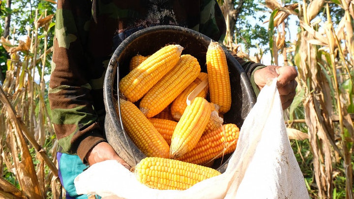 Contoh Kerajinan Limbah Kulit Jagung, Alat dan Cara Pembuatan Contoh Kerajinan Limbah Kulit Jagung, Alat dan Cara Pembuatan