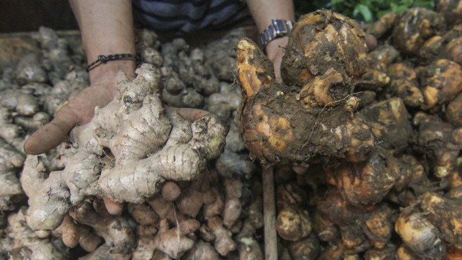 Manfaat Temulawak untuk Tubuh: Obat Jerawat-Kesehatan Ginjal