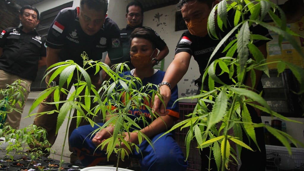 Bareskrim Polri Tolak Legalisasi Ganja untuk Medis