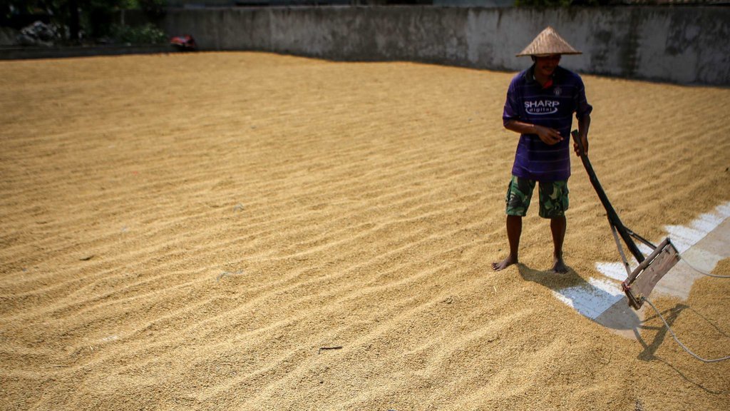 Terlanjur Dijajah Sawit dan Tambang, Sagu Jadi Obat Krisis Pangan