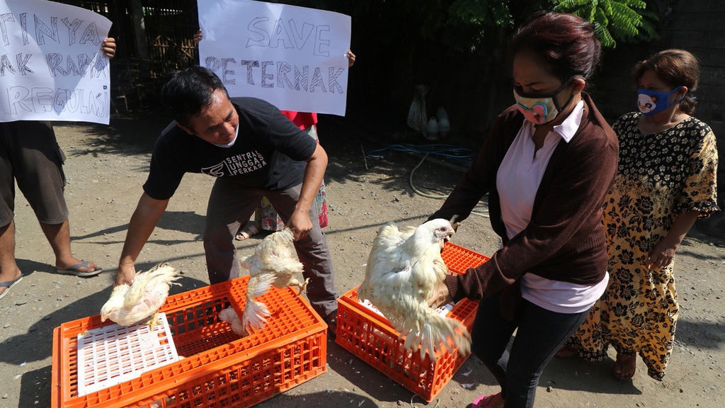 Harga Daging Ayam Anjlok, Peternak Bakal Demo 7 September 2022