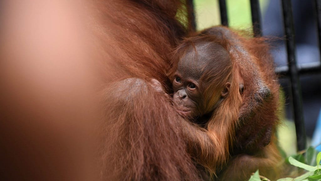 Tema Hari Satwa Liar Sedunia 2023, Sejarah & Cara Memperingati Tema Hari Satwa Liar Sedunia 2023, Sejarah & Cara Memperingati