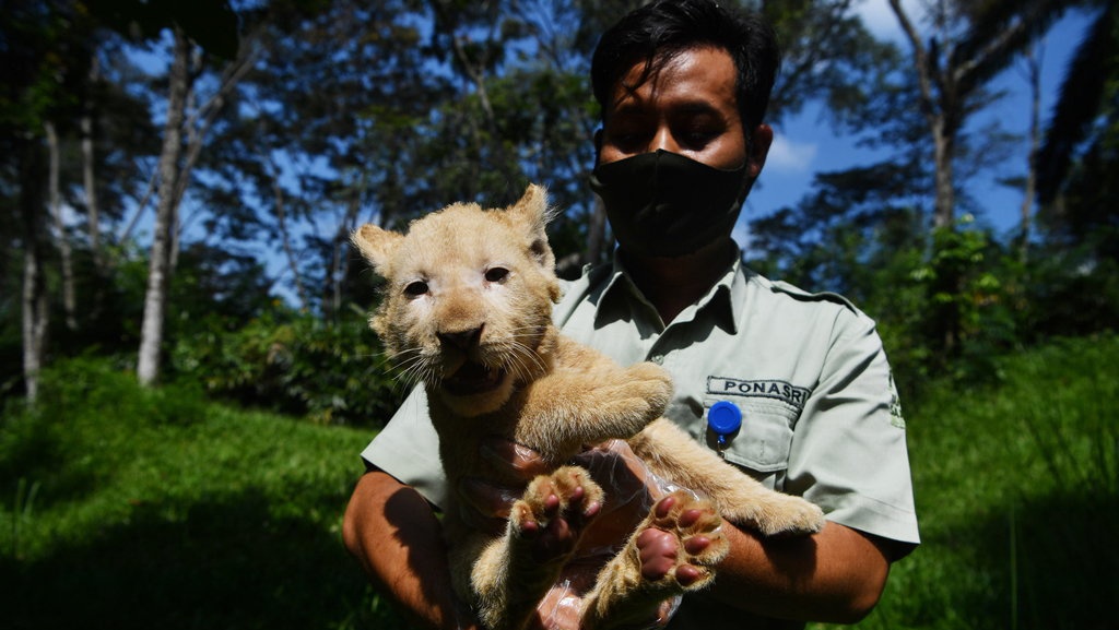 Harga Tiket Taman Safari Prigen Lebaran 2025, Promo, dan Wahana Harga Tiket Taman Safari Prigen Lebaran 2025, Promo, dan Wahana