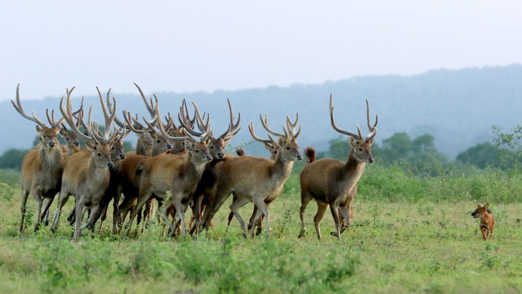 Apa Itu Konservasi Alam: Definisi, Tujuan, Sejarah, Contoh Kawasan Apa Itu Konservasi Alam: Definisi, Tujuan, Sejarah, Contoh Kawasan