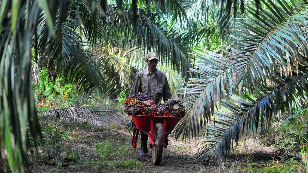 TKI Asal Lombok Tewas di Kebun Sawit Malaysia dengan Luka Tembak TKI Asal Lombok Tewas di Kebun Sawit Malaysia dengan Luka Tembak