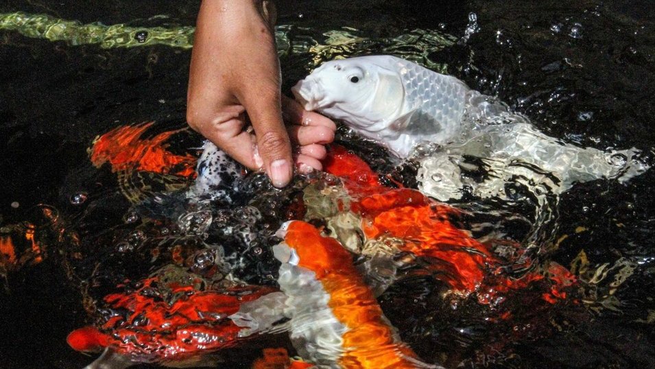 Teknik Budidaya Ikan Hias: Pakan, Pemeliharaan hingga Pemanenan Teknik Budidaya Ikan Hias: Pakan, Pemeliharaan hingga Pemanenan