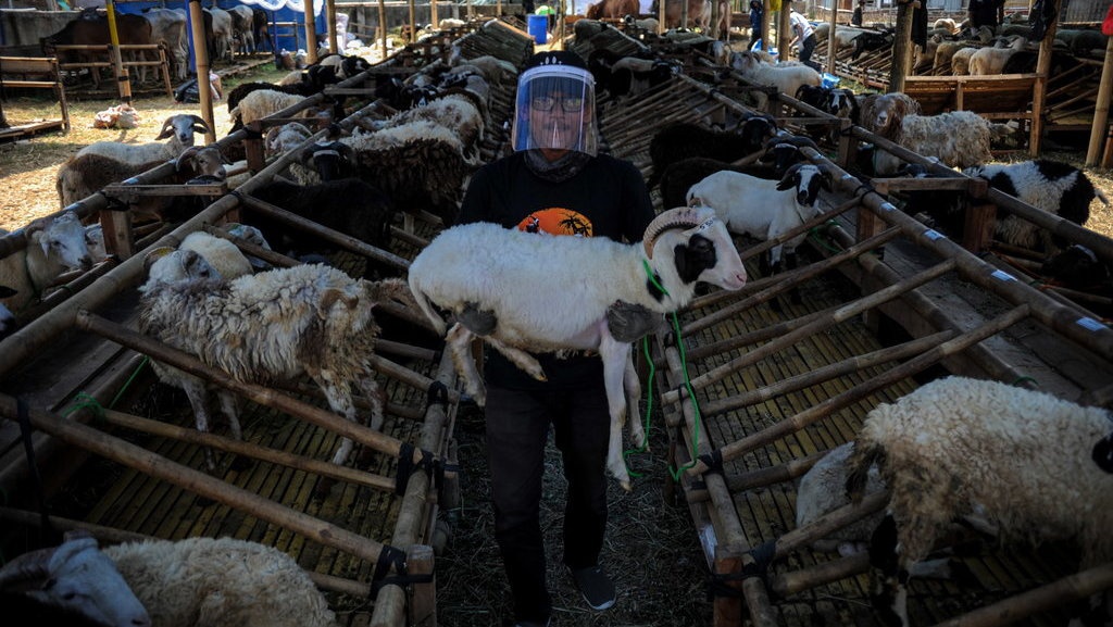 Perbedaan Ketentuan Pembagian Daging Akikah dan Daging Kurban