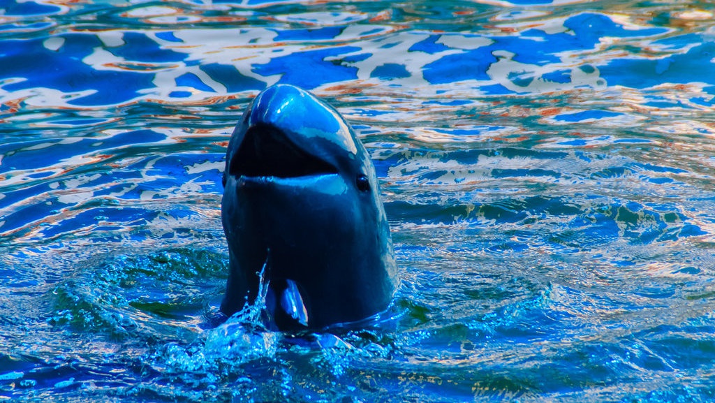 Mengapa Pesut Mahakam Kembali Muncul Setelah Hampir Punah? Mengapa Pesut Mahakam Kembali Muncul Setelah Hampir Punah?