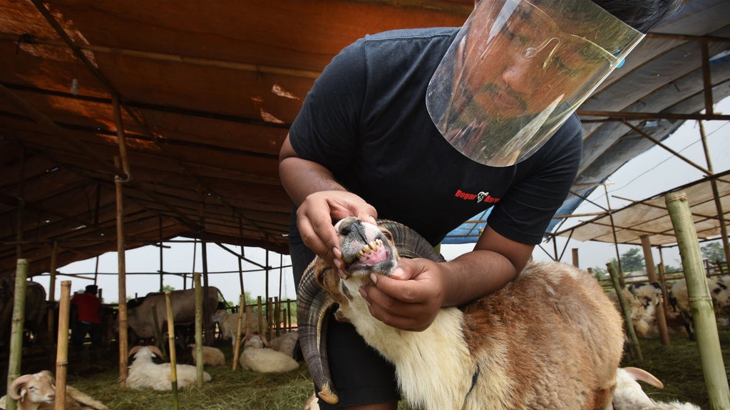 Umur Minimal Kambing Bisa untuk Kurban, Syarat, & Cara Sembelih Umur Minimal Kambing Bisa untuk Kurban, Syarat, & Cara Sembelih
