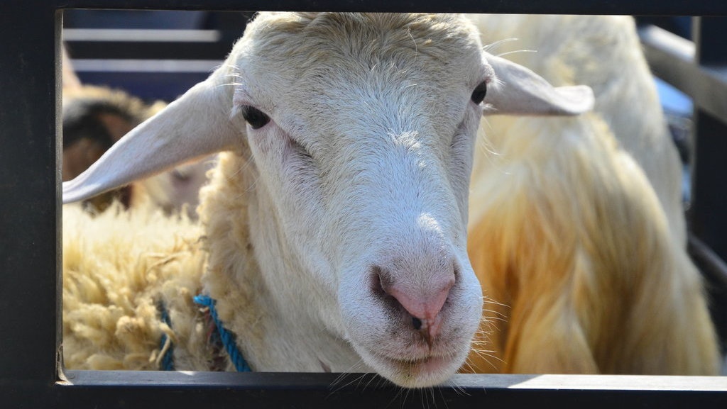 Ketahui 5 Cara Membersihkan Bulu Kepala Daging Kambing Kurban