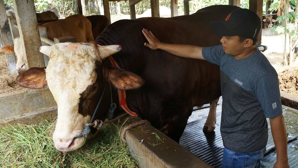 Waktu Penyembelihan Hewan Kurban & Cara Pembagian Daging Qurban