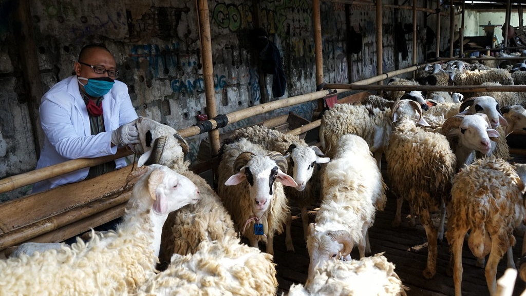 Bisnis Kurban Saat Pandemi: Yang Besar Berjaya, Kecil Tak Berdaya Bisnis Kurban Saat Pandemi: Yang Besar Berjaya, Kecil Tak Berdaya