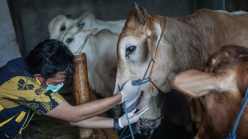 Yang Perlu Diwaspadai & Panduan Memilih Hewan Kurban Iduladha 2020