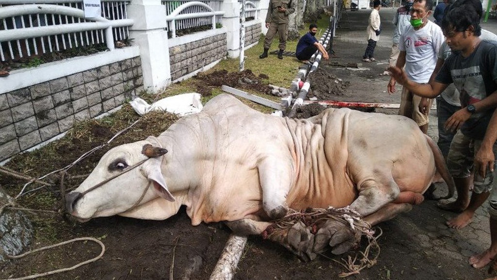 Bagaimana Tata Cara Menyembelih Hewan Kurban dan Doanya?