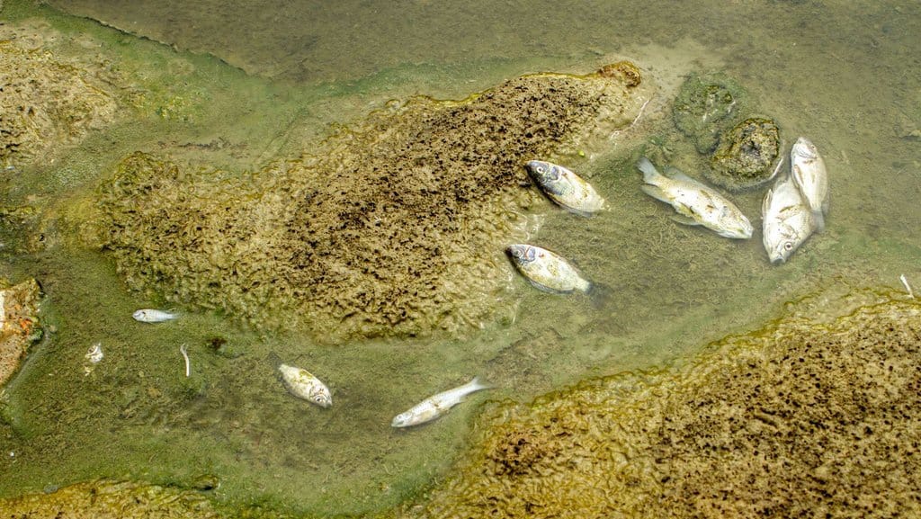 Pengaruh Positif & Negatif Manusia terhadap Ekosistem-Lingkungan