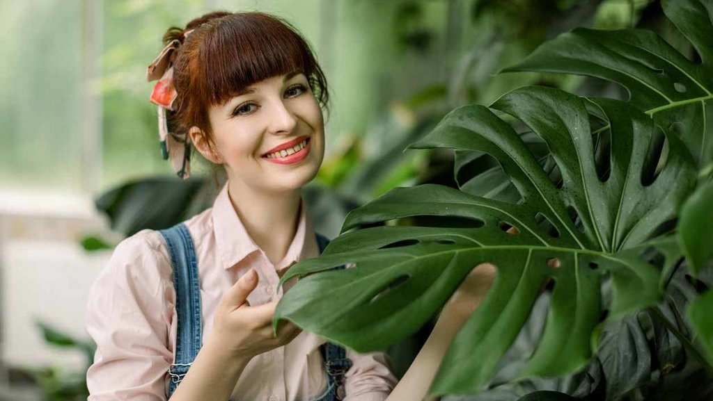 Mengenal Monstera, Tanaman Hias Berharga Hingga Jutaan Rupiah Mengenal Monstera, Tanaman Hias Berharga Hingga Jutaan Rupiah