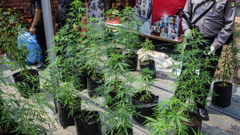 Jalan Panjang Legalisasi Ganja Medis di PBB