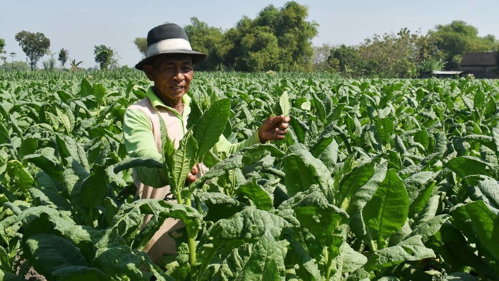 Penyamarataan Tembakau & Narkoba di RUU Kesehatan Perlu Dihapus Penyamarataan Tembakau & Narkoba di RUU Kesehatan Perlu Dihapus
