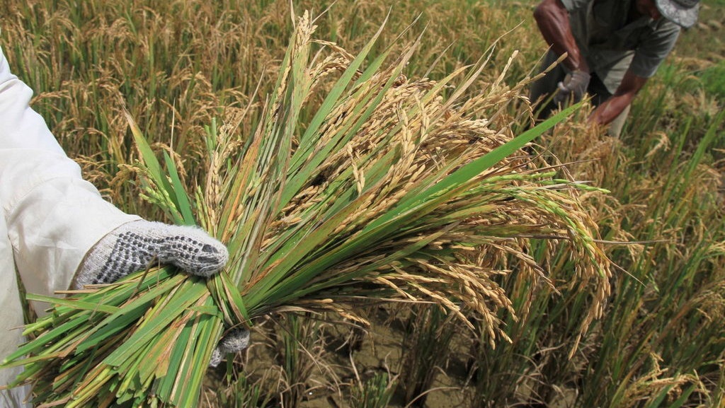 Apa Itu Food Estate yang Ditinjau Jokowi Saat Demo Mahasiswa?
