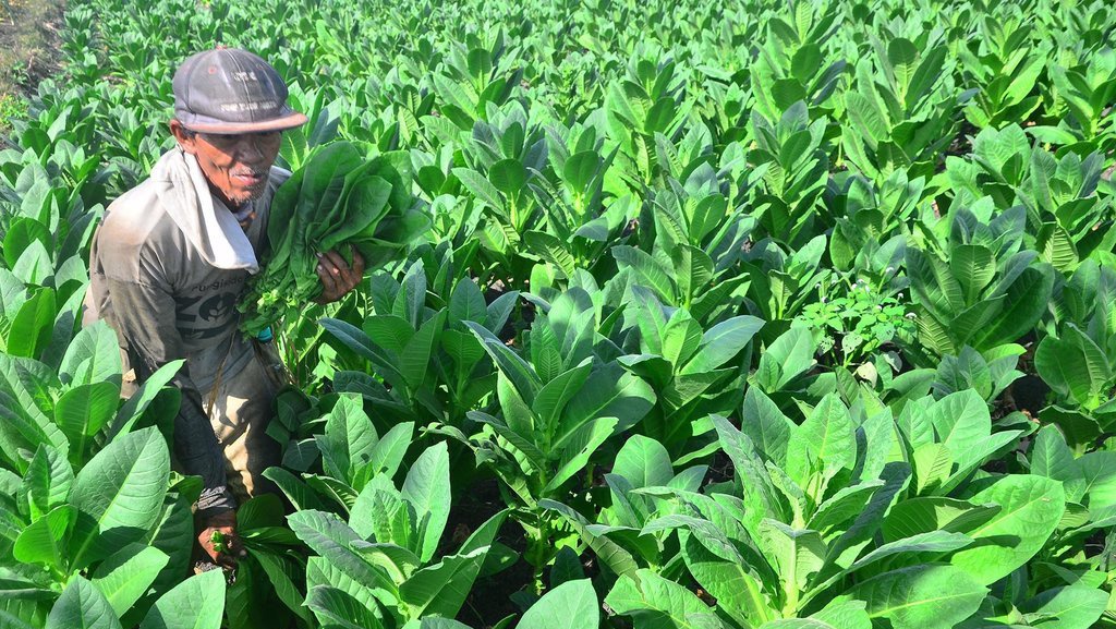 Nelangsa Petani Tembakau: Merugi Saat Cukai Pemerintah Makin Tebal Nelangsa Petani Tembakau: Merugi Saat Cukai Pemerintah Makin Tebal