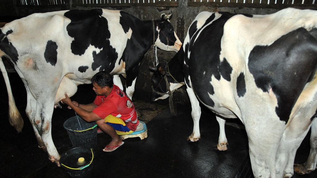 Peternak Sapi Perah Merugi akibat PMK, Produksi Susu Anjlok